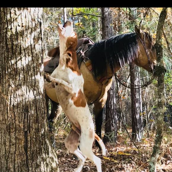 hookinjfarm